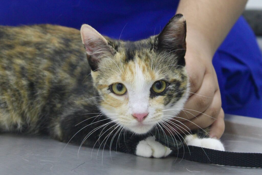 Gusano barrenador se concentra ahora en perros y gatos en Yucatán