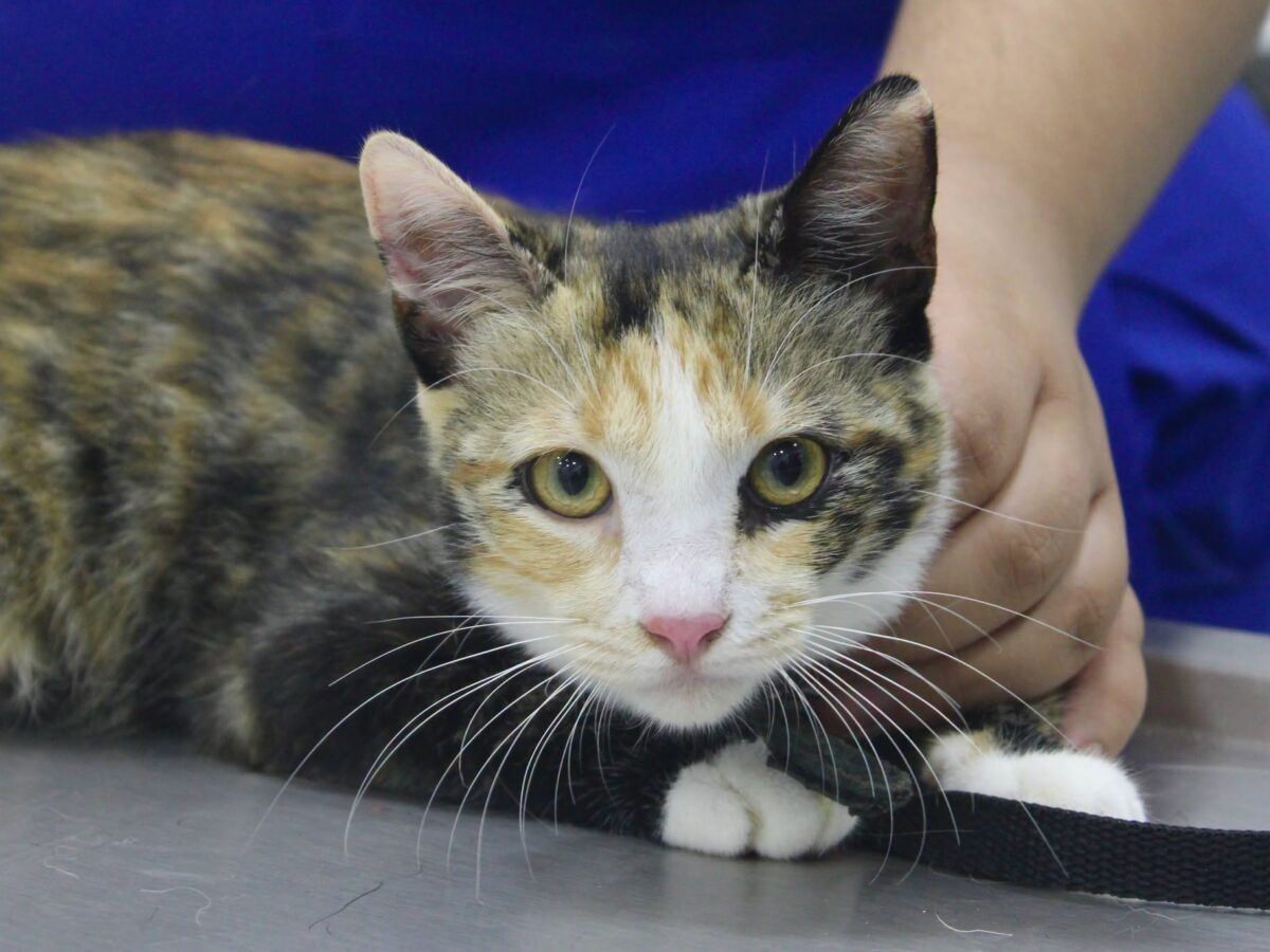 Gusano barrenador se concentra ahora en perros y gatos en Yucatán