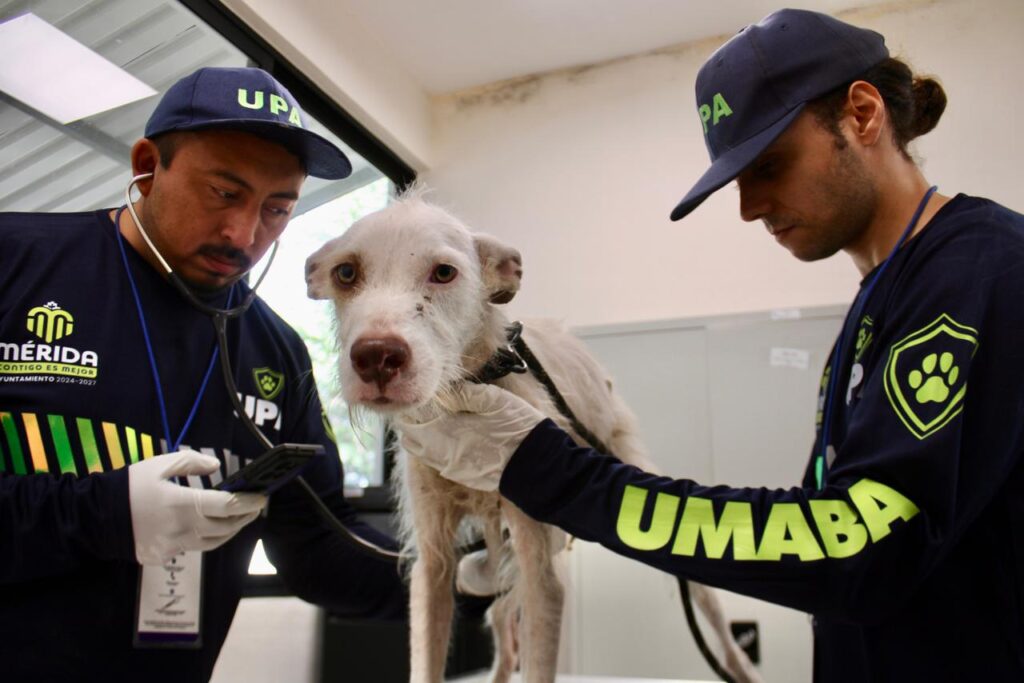36 animales rescatados por Unidad de Bienestar Animal tras lluvias
