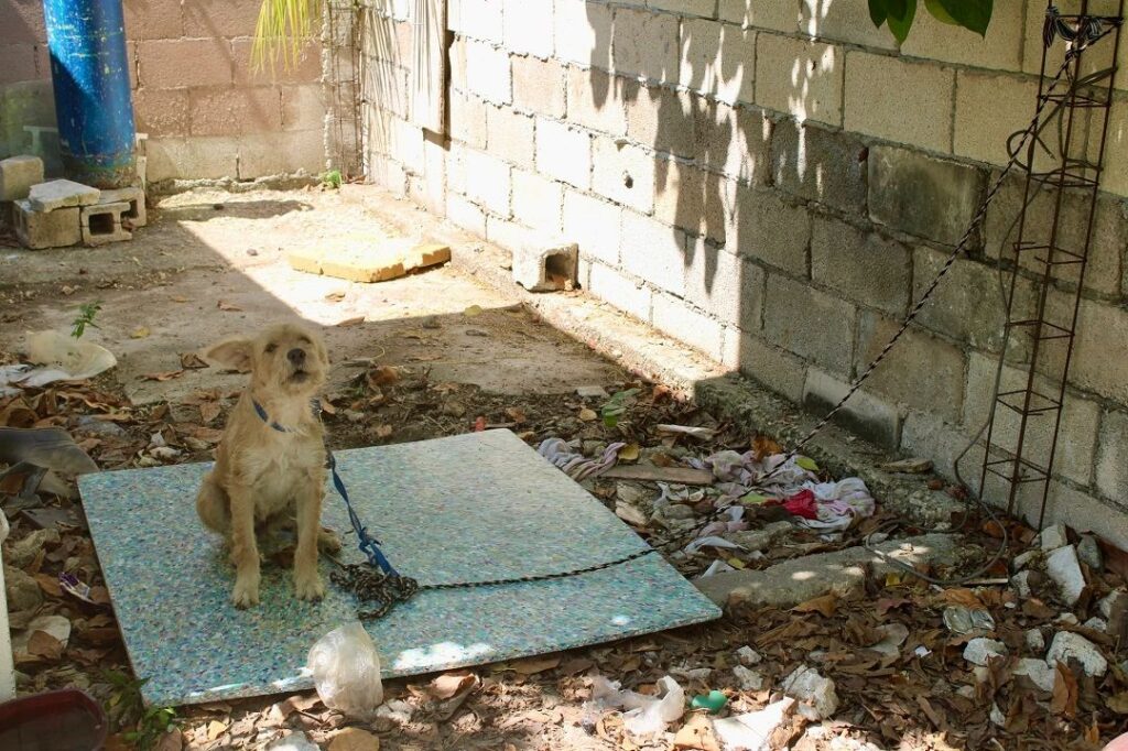 Yucatán acumula 1,100 casos de maltrato animal en 2026