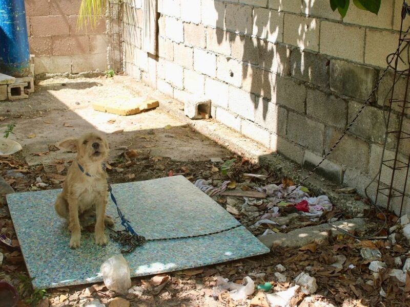 Yucatán acumula 1,100 casos de maltrato animal en 2026