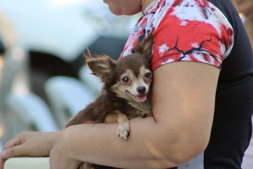 UMABA pide proteger a mascotas ante la temporada de lluvias en Mérida