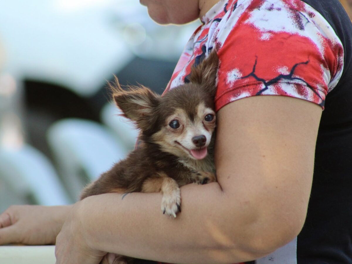 UMABA pide proteger a mascotas ante la temporada de lluvias en Mérida