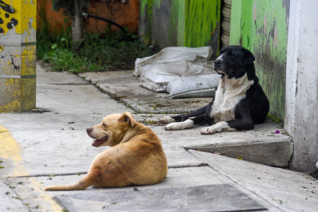 Cuatro perros ferales del Centenario podrían ser sacrificados