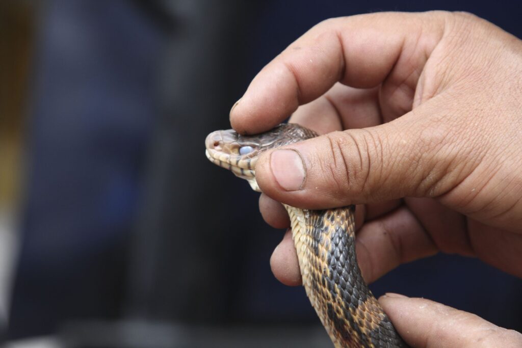 Aumentan las mordeduras de serpiente en Yucatán