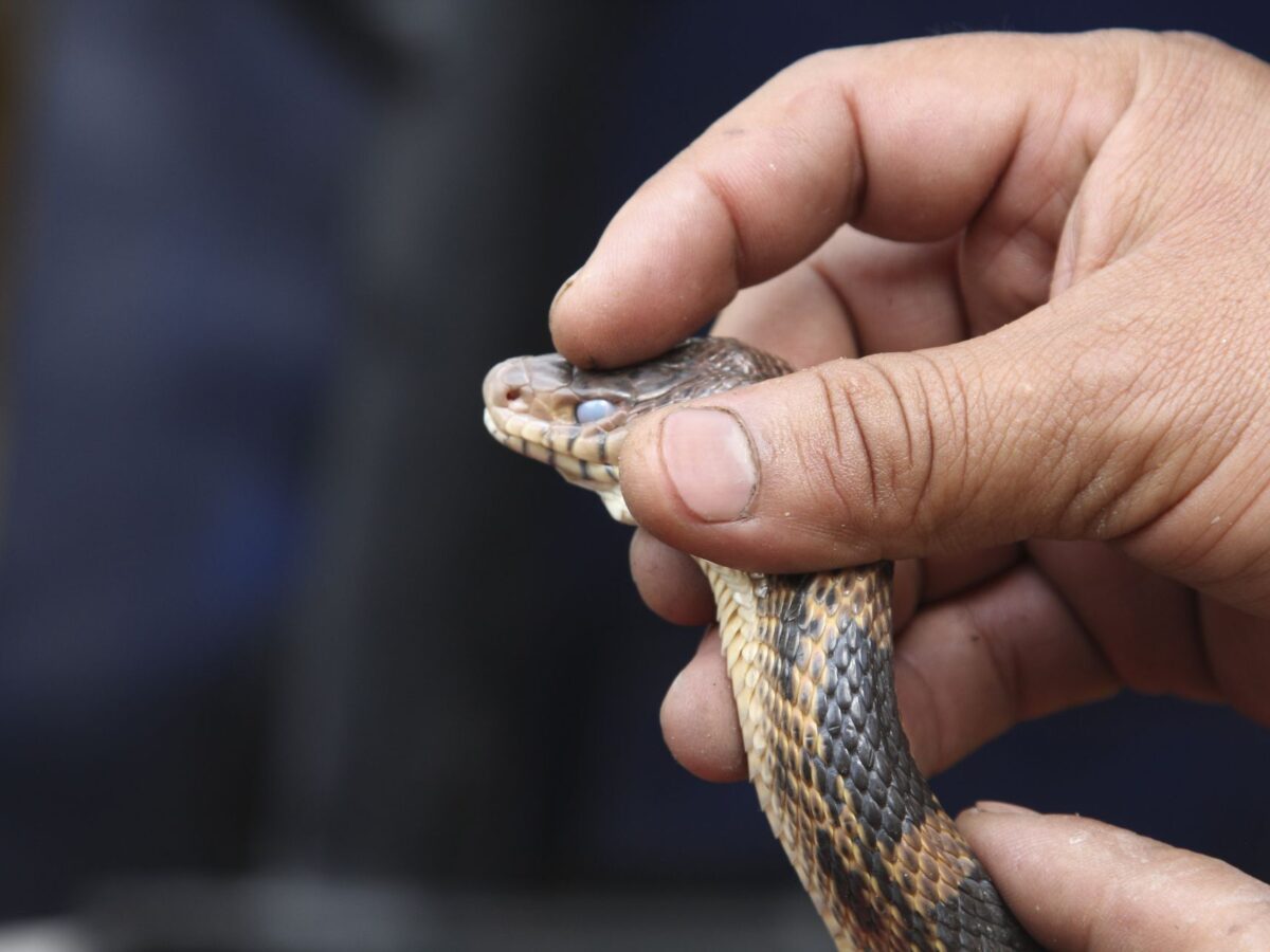 Aumentan las mordeduras de serpiente en Yucatán