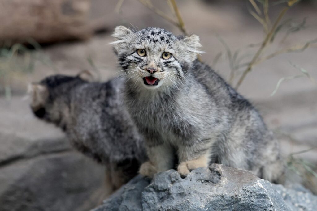 Zoológico de Japón presenta cinco cachorros del raro gato de Pallas