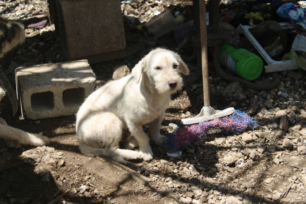 Vacaciones de verano elevan casos de abandono de mascotas en Mérida