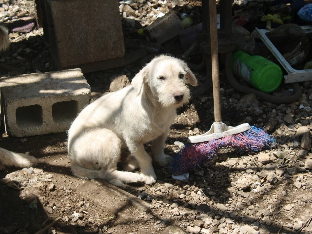 Vacaciones de verano elevan casos de abandono de mascotas en Mérida