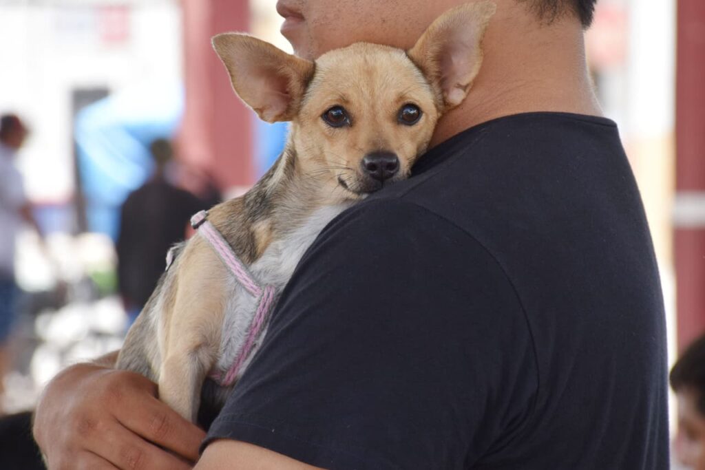 Yucatán se mantiene sin rabia en mascotas desde hace cinco años