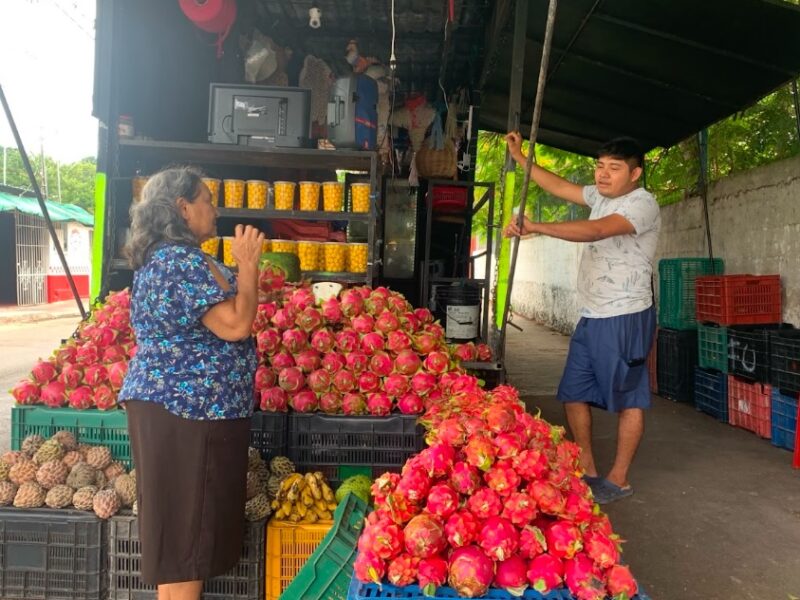 Pitahaya destaca como fruta de temporada durante el verano en Yucatán