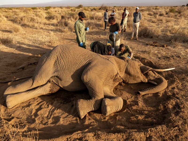 Extraña parálisis acaba con la vida de decenas de elefantes en el sur de Kenia