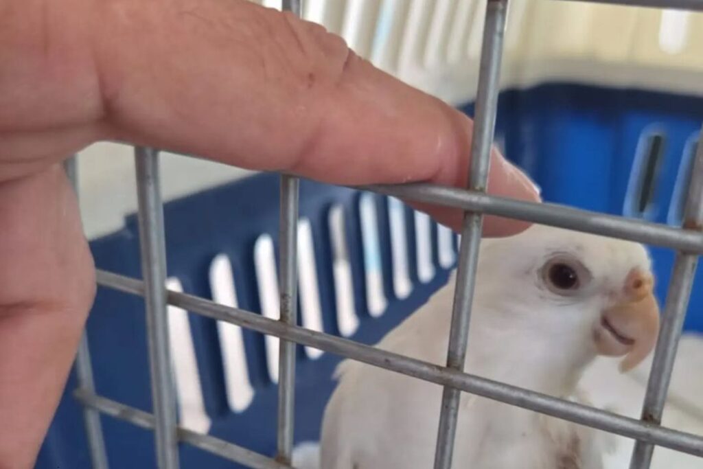 Tráfico ilegal y cautiverio amenazan a las aves silvestres en Yucatán